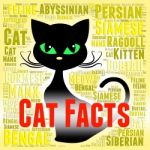 Cat Facts Shows True Knowledge And Puss Stock Photo