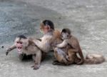 Capuchin Monkey In The Town Of Misahualli,  Amazon, Ecuador Stock Photo