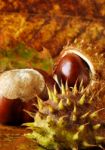 Conkers And Leaves Stock Photo
