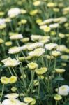 White Chrysanthemum Morifolium Flowers Garden Stock Photo