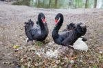 Couple Black Swans With Eggs In Nest Stock Photo