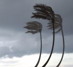 Palms In The Storm Stock Photo
