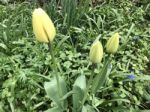 Tulips In The Garden Stock Photo