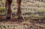 Brown Cows Legs Stock Photo