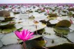 Beautiful Pink Lotus Flowers In The Lake Stock Photo