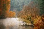 Autumn Misty Morning On The River. Yellow Birch Trees Stock Photo