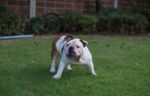 White English Bulldog Stand On The Grass And Threaten Stock Photo