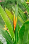 Orange Flowers With Green Nature Stock Photo
