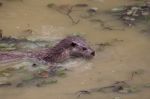 Otter Swimming Stock Photo