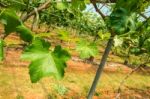 Grape Leaves Stock Photo