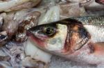 European Seabass (dicentrarchus Labrax) For Sale Stock Photo