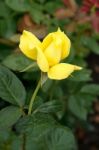 Single Yellow Rose At Butchart Gardens Stock Photo