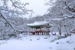 Baekyangsa Temple And Falling Snow, Naejangsan Mountain In Winter With Snow,famous Mountain In Korea.winter Landscape Stock Photo