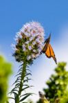 Monarch Butterfly (danaus Plexippus) Stock Photo