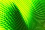 Texture Of Green Palm Leaf Stock Photo