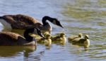 Postcard With A Family Of Canada Geese Swimming Stock Photo