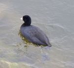 The American Coot Stock Photo