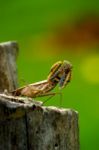 View Grasshoppers Boxing Stock Photo