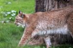 Northern Lynx ( Felis Lynx Lynx) Stock Photo
