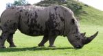 Beautiful Close-up Of The White Rhinoceros Stock Photo