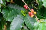 Coffee Berry Ripening Stock Photo