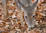 Isolated Photo Of A Cute Funny Wild Deer In Forest Stock Photo