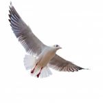 Seagull Flying Isolated On White Background With Clipping Path Stock Photo