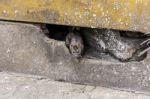 A Rat Come Out From Under The Building. Selective Focus Stock Photo