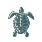 Sea Turtle Top View Scratchboard Stock Photo