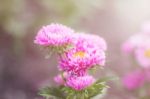 Pink Flowers With Sunlight Stock Photo