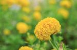 Marigold Flowers With Beauty Stock Photo