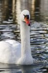 Beautiful White Swan Bird Stock Photo