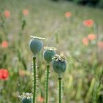 A Field Of Poppies In Kent Stock Photo