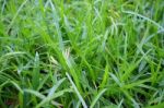 Close Up Of Fresh Grass Stock Photo