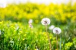 Close-up Of Beautiful Garden Flowers Field A Little Flowers Background Stock Photo