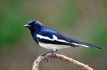 Male Oriental Magpie Robin Stock Photo