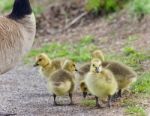 Isolated Image Of A Family Of Canada Geese Staying Stock Photo