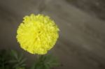 Single Marigold Flower In Home Garden Stock Photo