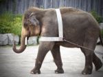 Isolated Photo Of An Elephant Showing Circus Stock Photo