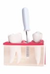 Implant Dental Model Stock Photo