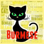 Burmese Cat Means Breeder Breed And Domestic Stock Photo
