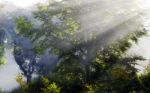 Misty Sunbeam on trees Stock Photo