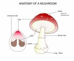 Pars Of A Mushroom Stock Photo