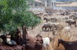 Polis, Cyprus/greece - July 23 : A Herd Of Goats Eating An Olive Stock Photo