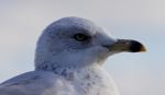 Beautiful Portrait Of A Cute Funny Gull Turning Stock Photo