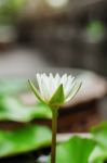 Lotus Blossom In Garden Stock Photo