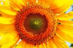 Pollen On A Sunflower Of Nature Stock Photo