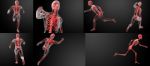 3d Render Running Human Anatomy By X-rays Stock Photo