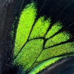 Green And Black Butterfly Wing Stock Photo