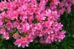Azaleas In Full Bloom Stock Photo
